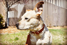 Load image into Gallery viewer, dog with hand sewn leather dog collar tan leather brass hardware
